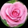susan_forsythe